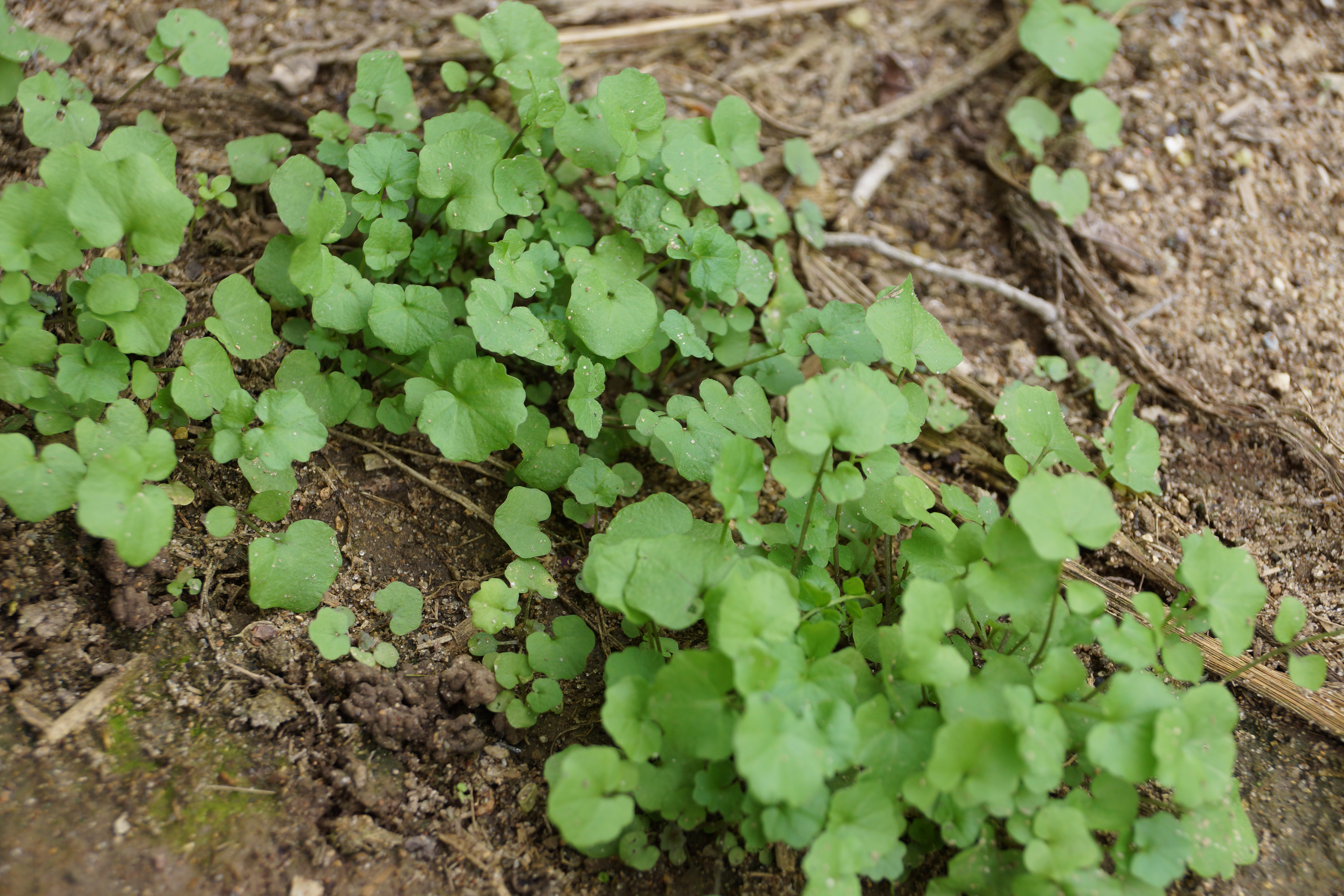 hairy bittercress